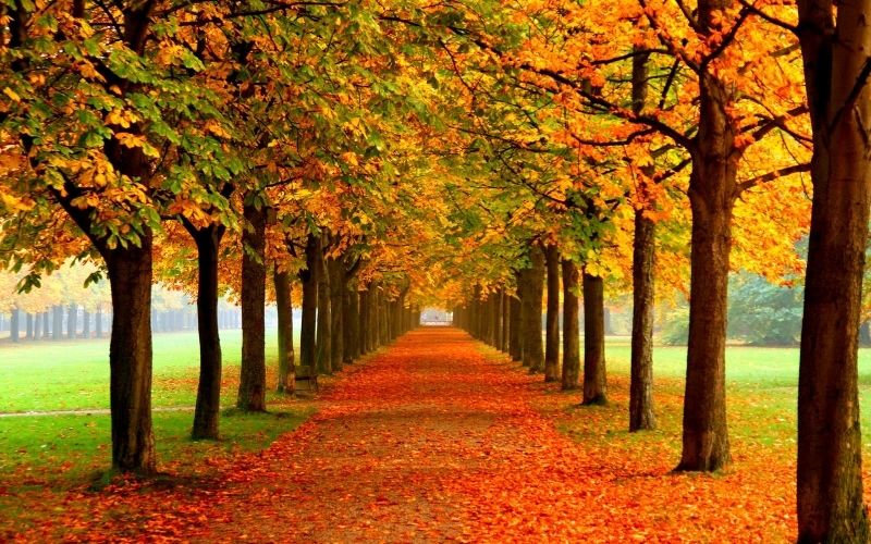 Puzzle Paseo en otoño