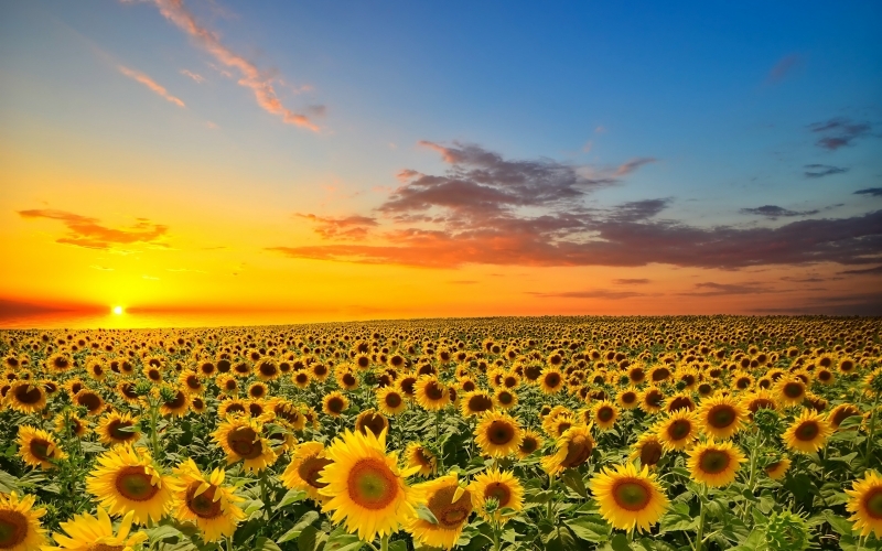 Puzzle Puesta de sol y girasoles