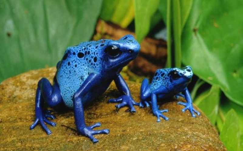 Puzzle Ranas Azules 