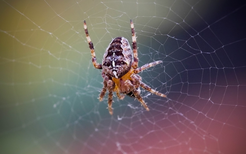Puzzle Tela de araña