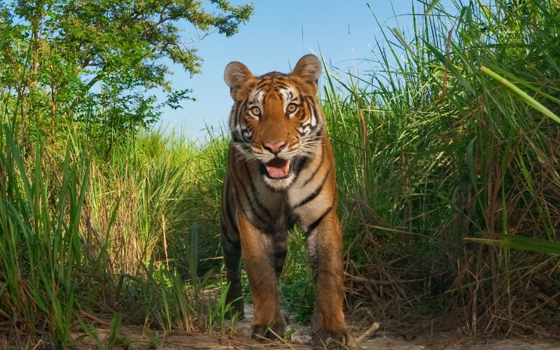 Puzzle Tigre en la sabana