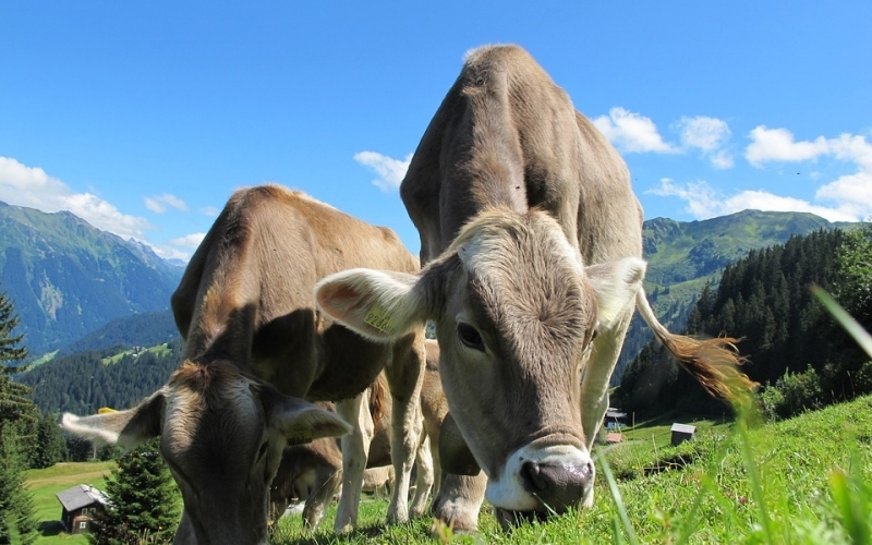 Puzzle Vacas pastando