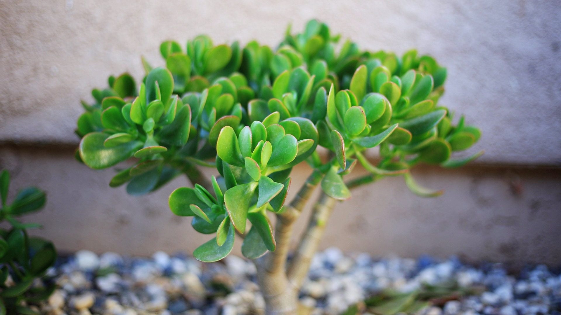 Suculentas: el árbol de jade o crassula ovata, ideal para decorar tu salón