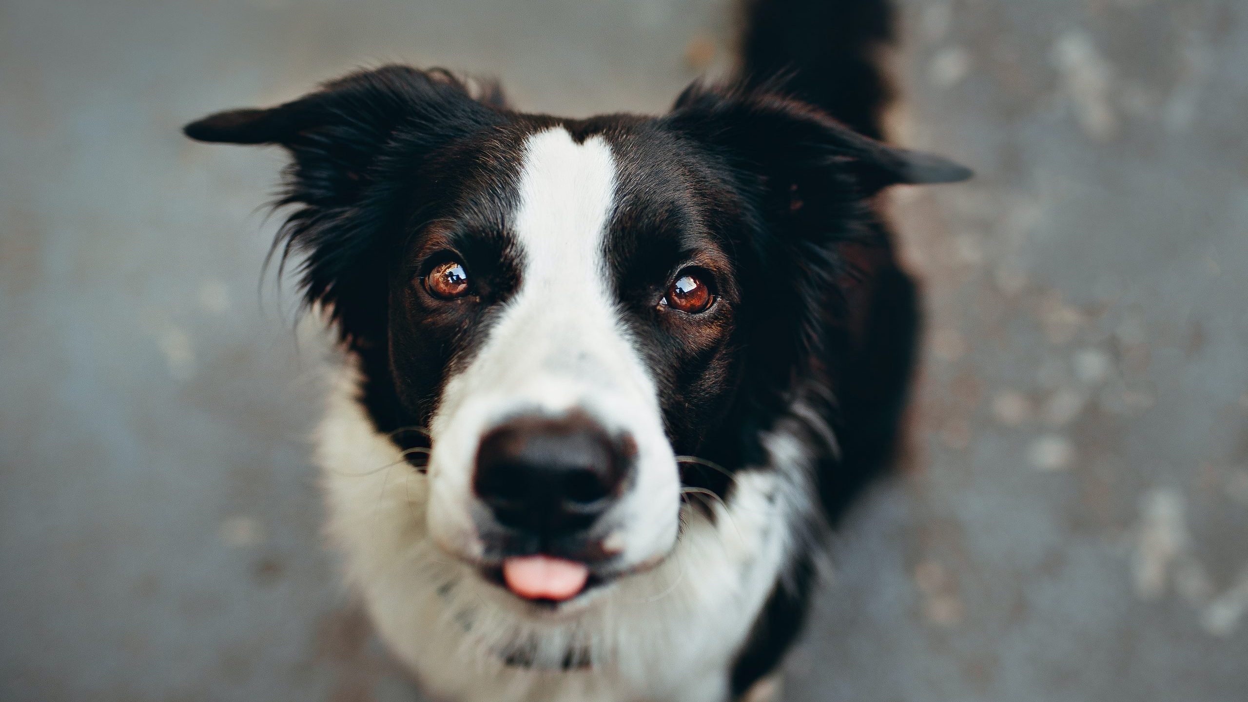 ¿Por qué los perros suelen inclinar la cabeza hacia un lado?