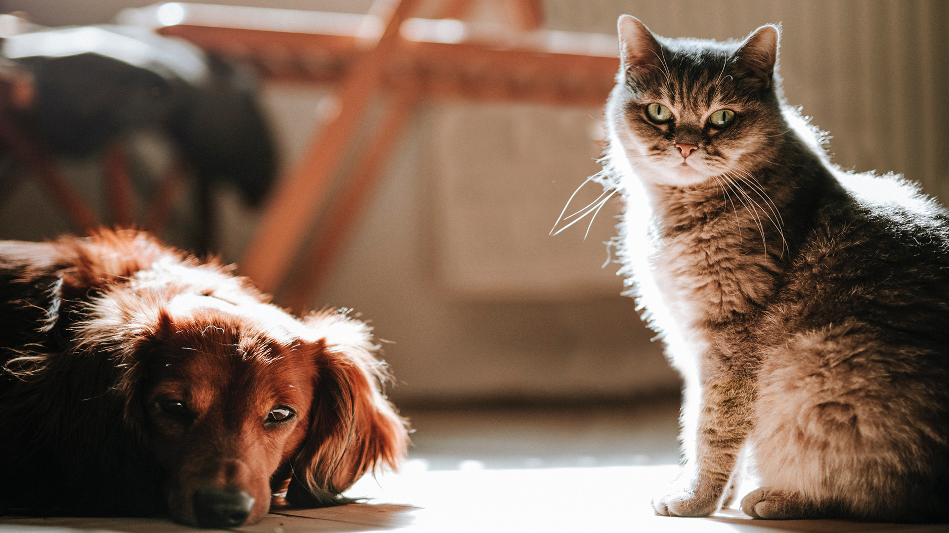 Si tienes un perro y un gato en casa no cometas este error que pone en peligro su salud