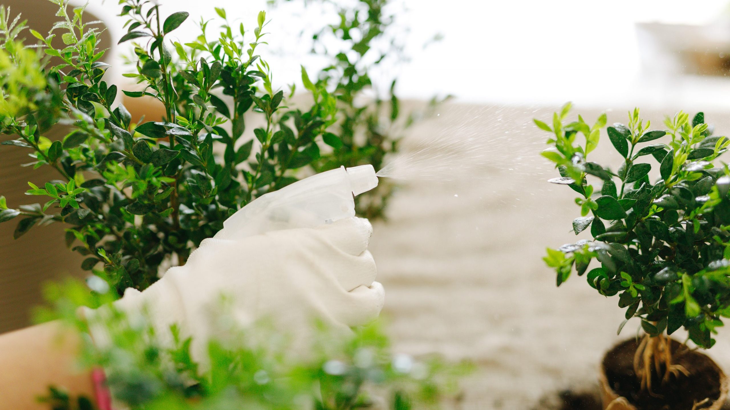 Tres plantas que desprenden un aroma idéntico al del limón