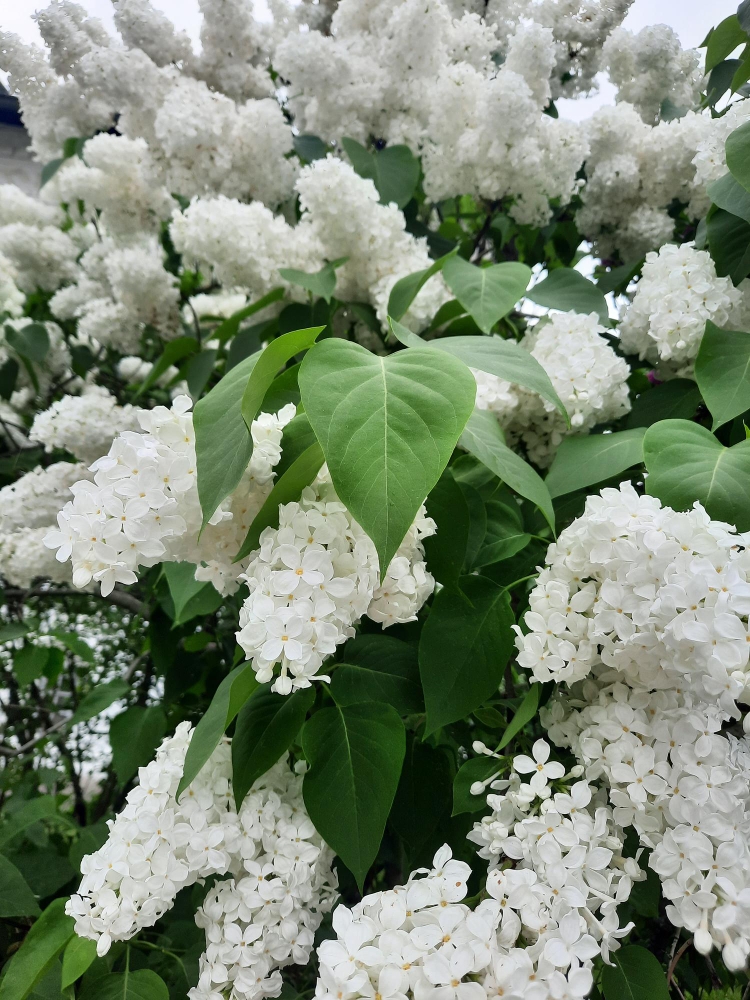 Hortensia paniculata